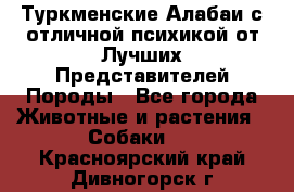Туркменские Алабаи с отличной психикой от Лучших Представителей Породы - Все города Животные и растения » Собаки   . Красноярский край,Дивногорск г.